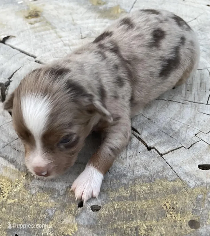 Nala – Miniature Australian Shepherd puppy for sale in Canton, TX