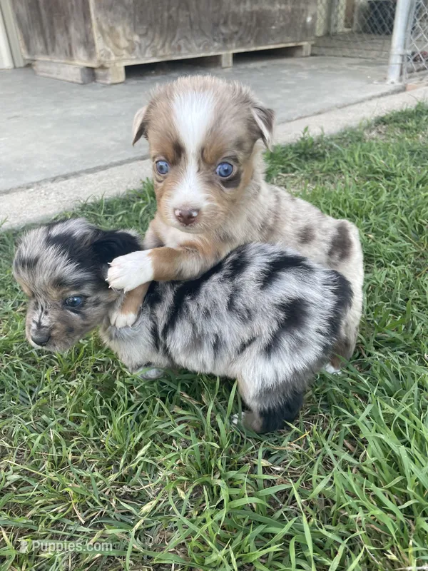 Nala – Miniature Australian Shepherd puppy for sale in Canton, TX