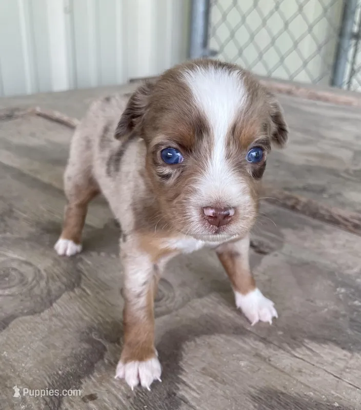 Nala – Miniature Australian Shepherd puppy for sale in Canton, TX