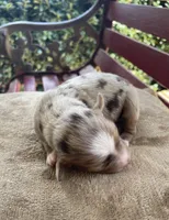 Nala, a female Miniature Australian Shepherd for sale in Canton, TX – Photo 2 of 5