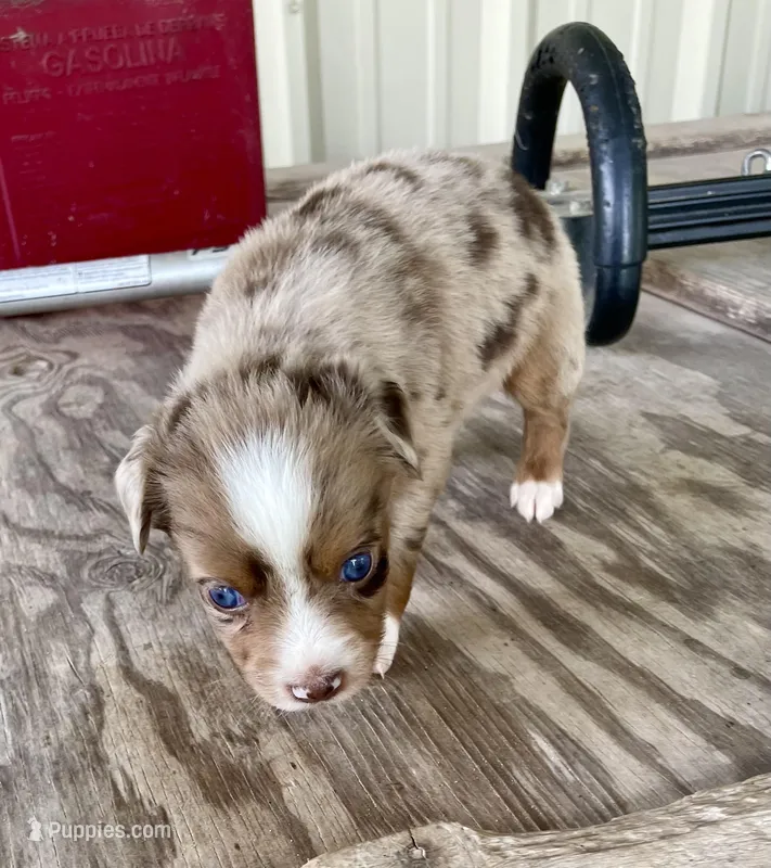 Nala – Miniature Australian Shepherd puppy for sale in Canton, TX