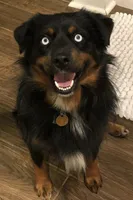 Nala, a female Miniature Australian Shepherd for sale in Canton, TX – Photo 4 of 5