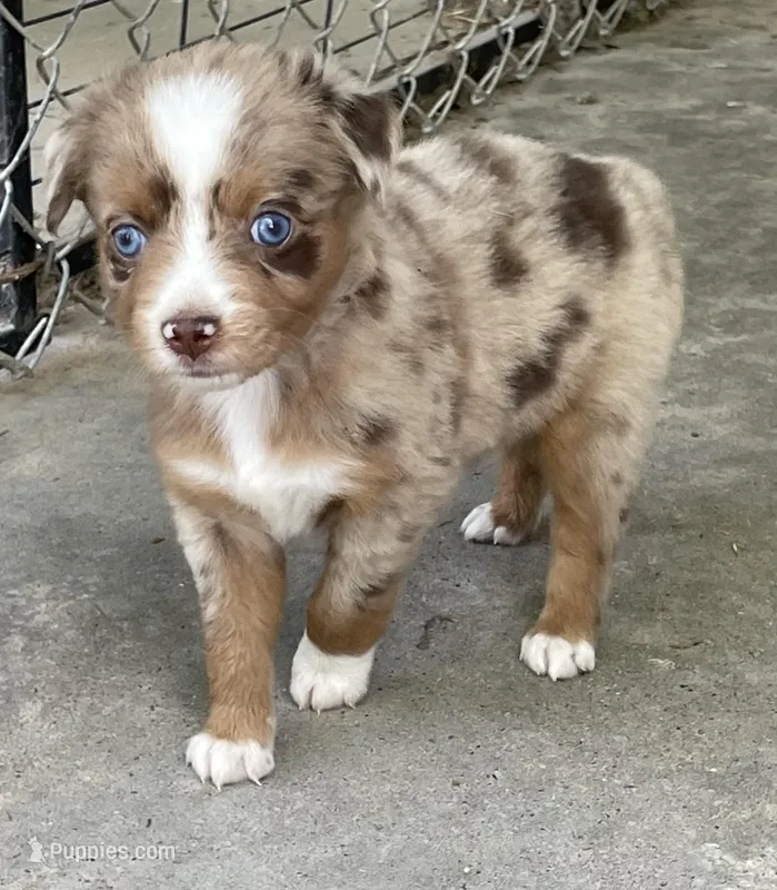Nala – Miniature Australian Shepherd puppy for sale in Canton, TX