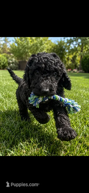 Emily – Goldendoodle puppy for sale in Tampa, FL