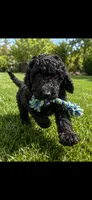 Emily, a female Goldendoodle for sale in Tampa, FL – 1 of 2