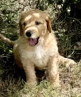 Amelia, a female Goldendoodle for sale in Hudson, FL – 1 of 1