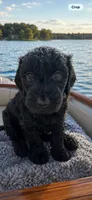 Charlotte , a female Goldendoodle for sale in Hudson, FL – 2 of 3