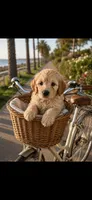 Anastasia , a female Goldendoodle for sale in Hudson, FL – 1 of 3
