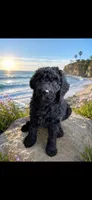 Sasha, a female Goldendoodle for sale in Tampa, FL – 2 of 3