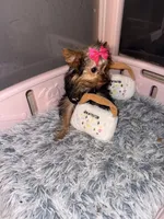 Dior, a female Yorkshire Terrier for sale in Milwaukee, WI – Photo 2 of 5