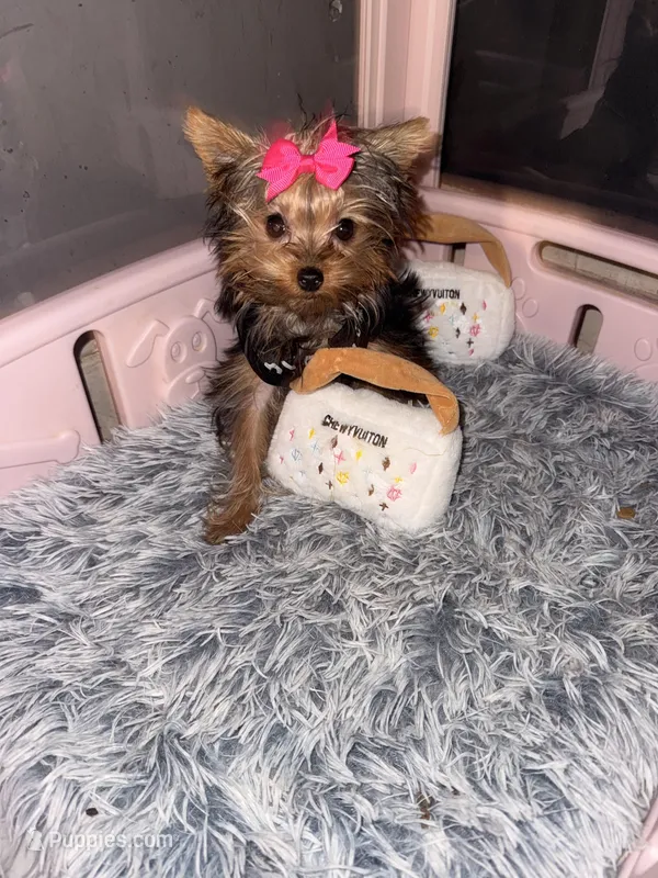 Dior – Yorkshire Terrier puppy for sale in Milwaukee, WI