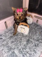 Dior, a female Yorkshire Terrier for sale in Milwaukee, WI – Photo 1 of 5