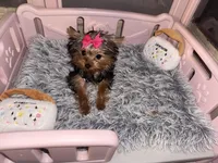Dior, a female Yorkshire Terrier for sale in Milwaukee, WI – Photo 4 of 5