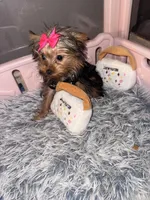 Dior, a female Yorkshire Terrier for sale in Milwaukee, WI – Photo 5 of 5