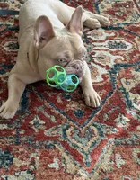 Gucci, a male French Bulldog for sale in New Bedford, MA – 2 of 2