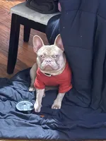 Gucci, a male French Bulldog for sale in New Bedford, MA – 1 of 2