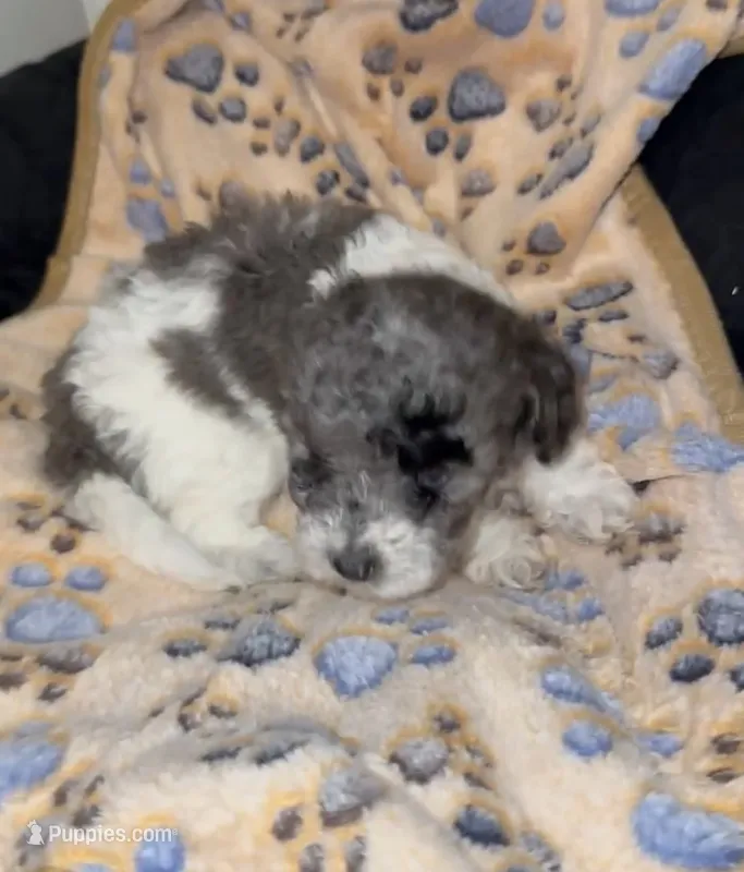 Rocky – Poodle - Miniature  puppy for sale in Henrico, VA