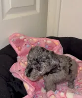 Sassy, a female Poodle - Miniature  for sale in Henrico, VA – 2 of 4