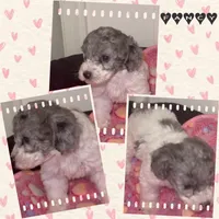 Fancy, a female Poodle - Miniature  for sale in Henrico, VA – 4 of 4