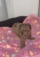 Hazel, a female Poodle - Miniature  for sale in Henrico, VA – 4 of 4