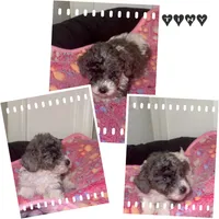 Tiny, a female Poodle - Miniature  for sale in Henrico, VA – 4 of 4