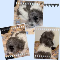 Rocky, a male Poodle - Miniature  for sale in Henrico, VA – 4 of 4