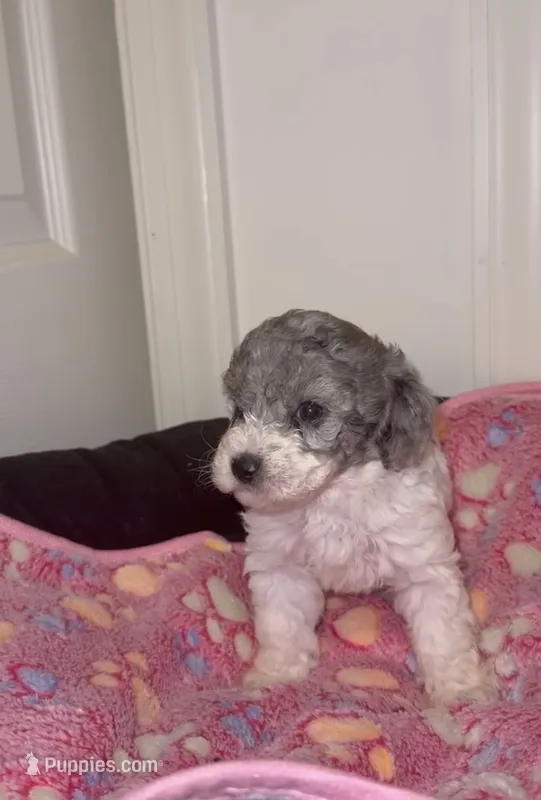 Fancy – Poodle - Miniature  puppy for sale in Henrico, VA