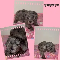 Sierra, a female Poodle - Miniature  for sale in Henrico, VA – 4 of 4