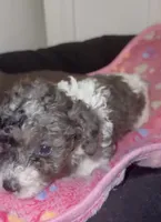 Tiny, a female Poodle - Miniature  for sale in Henrico, VA – 3 of 4