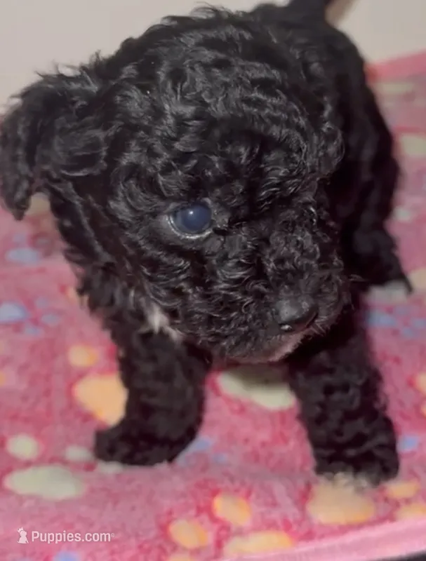 Ruby – Poodle - Miniature  puppy for sale in Henrico, VA