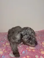 Sierra, a female Poodle - Miniature  for sale in Henrico, VA – 2 of 4