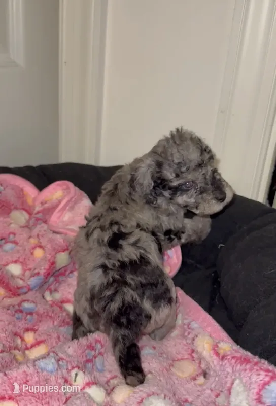 Sassy – Poodle - Miniature  puppy for sale in Henrico, VA