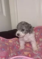Fancy, a female Poodle - Miniature  for sale in Henrico, VA – 2 of 4