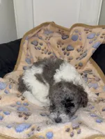 Rocky, a male Poodle - Miniature  for sale in Henrico, VA – 3 of 4