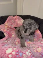 Sassy, a female Poodle - Miniature  for sale in Henrico, VA – 4 of 4