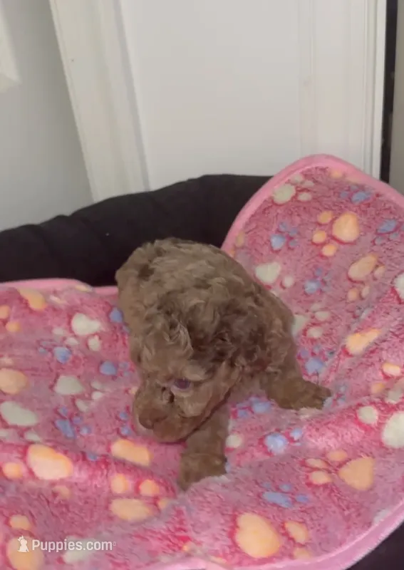 Hazel – Poodle - Miniature  puppy for sale in Henrico, VA