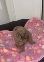 Hazel, a female Poodle - Miniature  for sale in Henrico, VA – 1 of 4