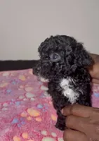 Ruby, a female Poodle - Miniature  for sale in Henrico, VA – 2 of 4