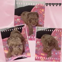 Hazel, a female Poodle - Miniature  for sale in Henrico, VA – 3 of 4