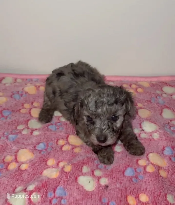 Sierra – Poodle - Miniature  puppy for sale in Henrico, VA