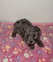 Sierra, a female Poodle - Miniature  for sale in Henrico, VA – 1 of 4