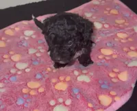 Ruby, a female Poodle - Miniature  for sale in Henrico, VA – 3 of 4