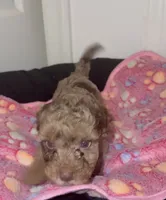 Hazel, a female Poodle - Miniature  for sale in Henrico, VA – 2 of 4