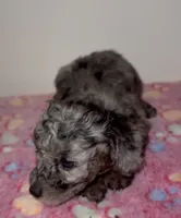 Sierra, a female Poodle - Miniature  for sale in Henrico, VA – 3 of 4