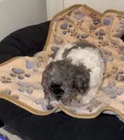 Rocky, a male Poodle - Miniature  for sale in Henrico, VA – 2 of 4