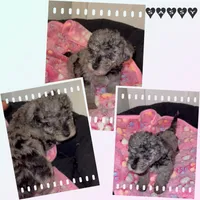Sassy, a female Poodle - Miniature  for sale in Henrico, VA – 3 of 4