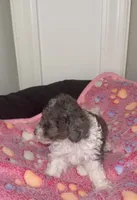 Tiny, a female Poodle - Miniature  for sale in Henrico, VA – 2 of 4