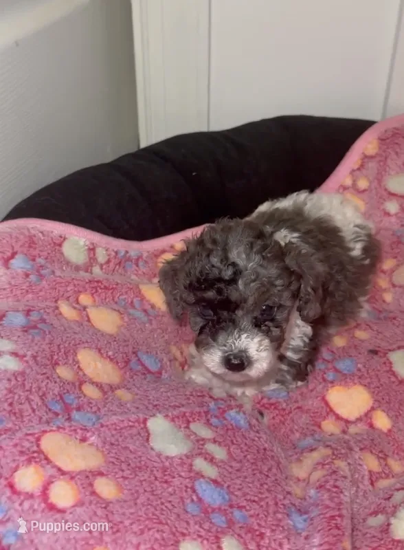 Tiny – Poodle - Miniature  puppy for sale in Henrico, VA