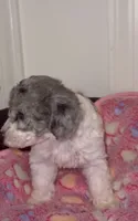 Fancy, a female Poodle - Miniature  for sale in Henrico, VA – 3 of 4