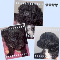 Ruby, a female Poodle - Miniature  for sale in Henrico, VA – 4 of 4